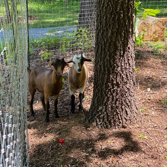 Meet your Posher, Ashley - Picture 6 of 9